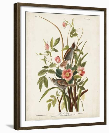 Pl 93 Seaside Finch-John James Audubon-Framed Art Print