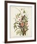 Pl 93 Seaside Finch-John James Audubon-Framed Art Print