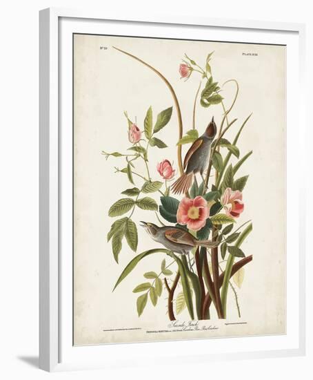 Pl 93 Seaside Finch-John James Audubon-Framed Art Print