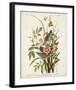 Pl 93 Seaside Finch-John James Audubon-Framed Art Print