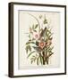 Pl 93 Seaside Finch-John James Audubon-Framed Art Print