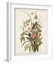 Pl 93 Seaside Finch-John James Audubon-Framed Art Print