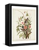 Pl 93 Seaside Finch-John James Audubon-Framed Stretched Canvas
