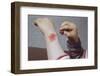 Placing Medicine on Infection-William P. Gottlieb-Framed Photographic Print