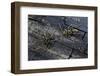 Plagionotus Arcuatus (Longhorn Beetle)-Paul Starosta-Framed Photographic Print