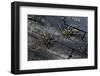 Plagionotus Arcuatus (Longhorn Beetle)-Paul Starosta-Framed Photographic Print