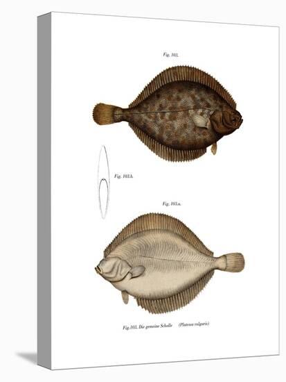 Plaice-null-Stretched Canvas