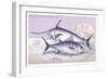 Plain Bonito and Swordfish-Robert Hamilton-Framed Art Print