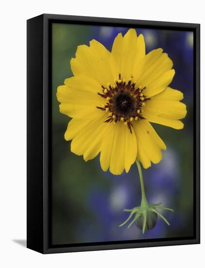 Plain Coreopsis, Marble Falls, Texas, USA-Claudia Adams-Framed Stretched Canvas