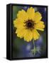 Plain Coreopsis, Marble Falls, Texas, USA-Claudia Adams-Framed Stretched Canvas