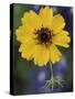 Plain Coreopsis, Marble Falls, Texas, USA-Claudia Adams-Stretched Canvas