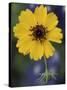Plain Coreopsis, Marble Falls, Texas, USA-Claudia Adams-Stretched Canvas