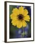 Plain Coreopsis, Marble Falls, Texas, USA-Claudia Adams-Framed Photographic Print