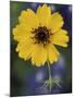 Plain Coreopsis, Marble Falls, Texas, USA-Claudia Adams-Mounted Photographic Print