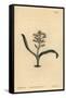 Plain-Leaved Self-Coloured Lachenalia, Lachenalia Unicolor-Sydenham Teast Edwards-Framed Stretched Canvas