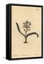Plain-Leaved Self-Coloured Lachenalia, Lachenalia Unicolor-Sydenham Teast Edwards-Framed Stretched Canvas