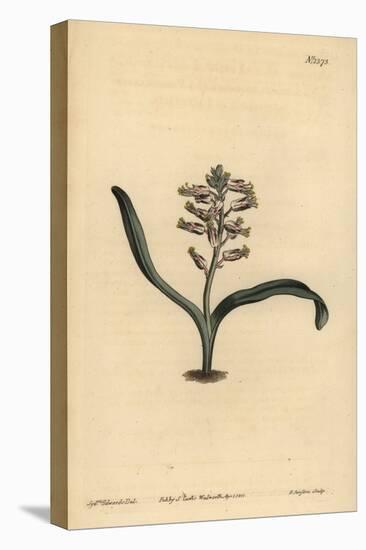 Plain-Leaved Self-Coloured Lachenalia, Lachenalia Unicolor-Sydenham Teast Edwards-Stretched Canvas
