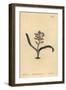 Plain-Leaved Self-Coloured Lachenalia, Lachenalia Unicolor-Sydenham Teast Edwards-Framed Giclee Print