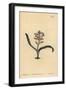 Plain-Leaved Self-Coloured Lachenalia, Lachenalia Unicolor-Sydenham Teast Edwards-Framed Giclee Print