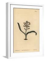 Plain-Leaved Self-Coloured Lachenalia, Lachenalia Unicolor-Sydenham Teast Edwards-Framed Giclee Print