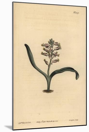 Plain-Leaved Self-Coloured Lachenalia, Lachenalia Unicolor-Sydenham Teast Edwards-Mounted Giclee Print