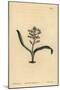 Plain-Leaved Self-Coloured Lachenalia, Lachenalia Unicolor-Sydenham Teast Edwards-Mounted Giclee Print