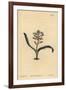 Plain-Leaved Self-Coloured Lachenalia, Lachenalia Unicolor-Sydenham Teast Edwards-Framed Giclee Print