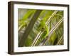 Plain Parakeets, Brotogeris Tirica, Sit on Branches in the Atlantic Rainforest, Ubatuba-Alex Saberi-Framed Photographic Print