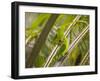 Plain Parakeets, Brotogeris Tirica, Sit on Branches in the Atlantic Rainforest, Ubatuba-Alex Saberi-Framed Photographic Print