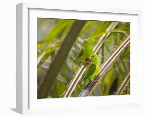 Plain Parakeets, Brotogeris Tirica, Sit on Branches in the Atlantic Rainforest, Ubatuba-Alex Saberi-Framed Photographic Print