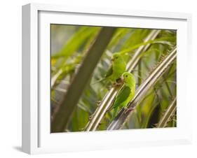 Plain Parakeets, Brotogeris Tirica, Sit on Branches in the Atlantic Rainforest, Ubatuba-Alex Saberi-Framed Photographic Print