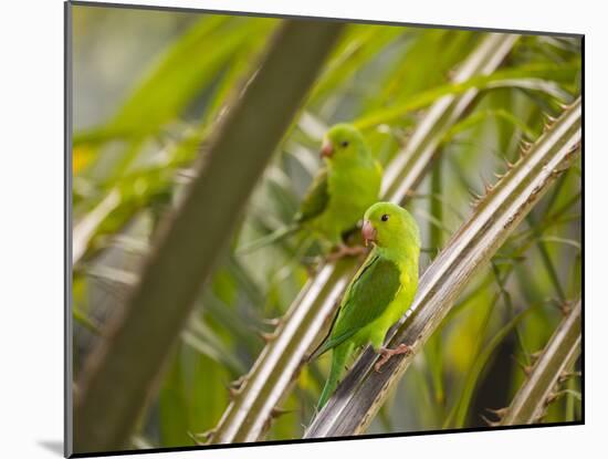 Plain Parakeets, Brotogeris Tirica, Sit on Branches in the Atlantic Rainforest, Ubatuba-Alex Saberi-Mounted Photographic Print