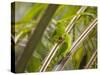 Plain Parakeets, Brotogeris Tirica, Sit on Branches in the Atlantic Rainforest, Ubatuba-Alex Saberi-Stretched Canvas