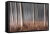 Plain Piedmont, Piedmont, Italy. Autumn Abstract Poplars-ClickAlps-Framed Stretched Canvas