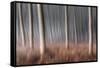 Plain Piedmont, Piedmont, Italy. Autumn Abstract Poplars-ClickAlps-Framed Stretched Canvas