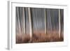 Plain Piedmont, Piedmont, Italy. Autumn Abstract Poplars-ClickAlps-Framed Photographic Print