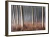 Plain Piedmont, Piedmont, Italy. Autumn Abstract Poplars-ClickAlps-Framed Photographic Print