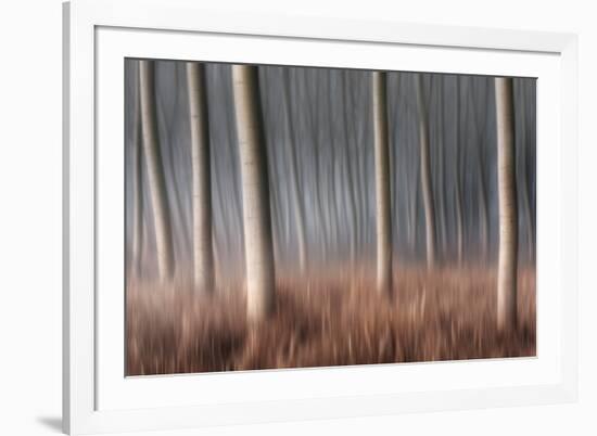 Plain Piedmont, Piedmont, Italy. Autumn Abstract Poplars-ClickAlps-Framed Photographic Print