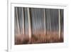 Plain Piedmont, Piedmont, Italy. Autumn Abstract Poplars-ClickAlps-Framed Photographic Print