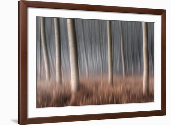 Plain Piedmont, Piedmont, Italy. Autumn Abstract Poplars-ClickAlps-Framed Photographic Print