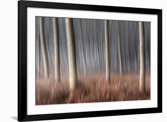 Plain Piedmont, Piedmont, Italy. Autumn Abstract Poplars-ClickAlps-Framed Photographic Print