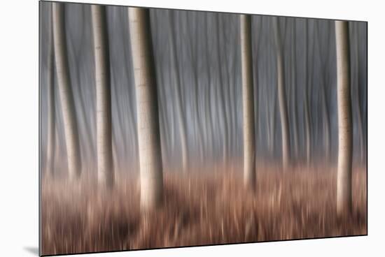 Plain Piedmont, Piedmont, Italy. Autumn Abstract Poplars-ClickAlps-Mounted Photographic Print