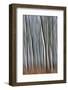 Plain Piedmont, Piedmont, Italy. Autumn abstract trees-ClickAlps-Framed Photographic Print