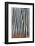 Plain Piedmont, Piedmont, Italy. Autumn abstract trees-ClickAlps-Framed Photographic Print