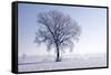 Plain Piedmont, Piedmont, Italy. Hoar Frost Trees-ClickAlps-Framed Stretched Canvas