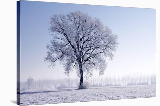 Plain Piedmont, Piedmont, Italy. Hoar Frost Trees-ClickAlps-Stretched Canvas