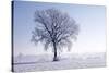 Plain Piedmont, Piedmont, Italy. Hoar Frost Trees-ClickAlps-Stretched Canvas