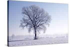 Plain Piedmont, Piedmont, Italy. Hoar Frost Trees-ClickAlps-Stretched Canvas