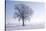 Plain Piedmont, Piedmont, Italy. Hoar Frost Trees-ClickAlps-Stretched Canvas