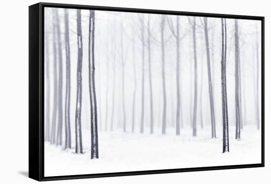 Plain Piedmont, Piedmont, Italy. Hoar Frost Trees-ClickAlps-Framed Stretched Canvas